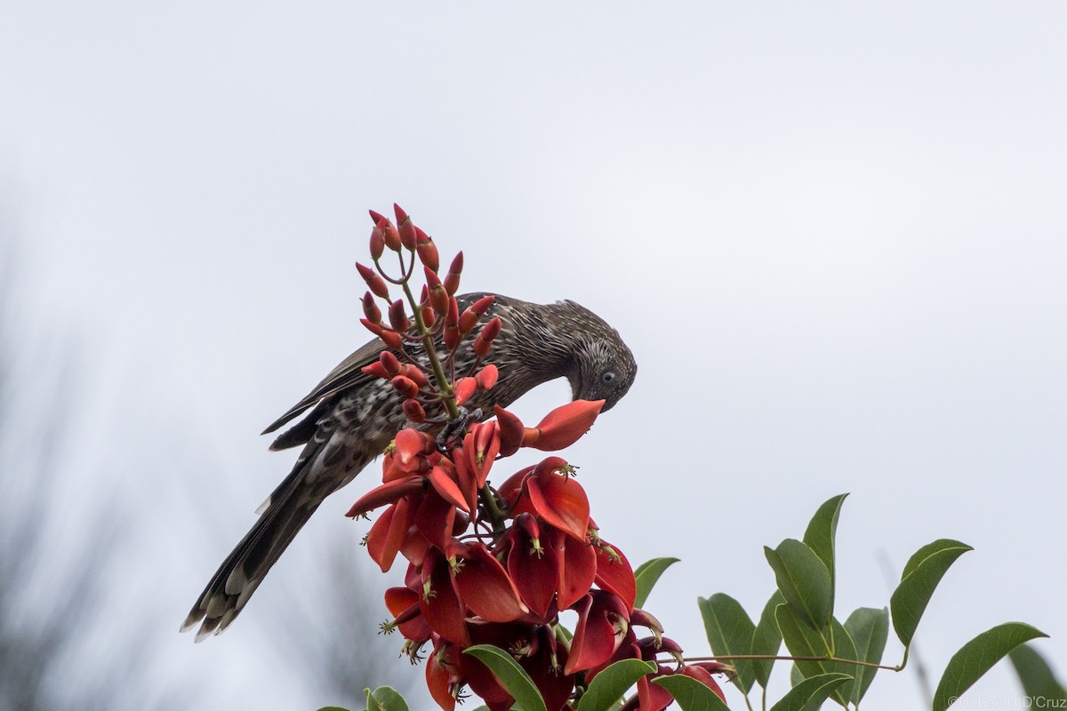 laločnatka malá - ML646575947