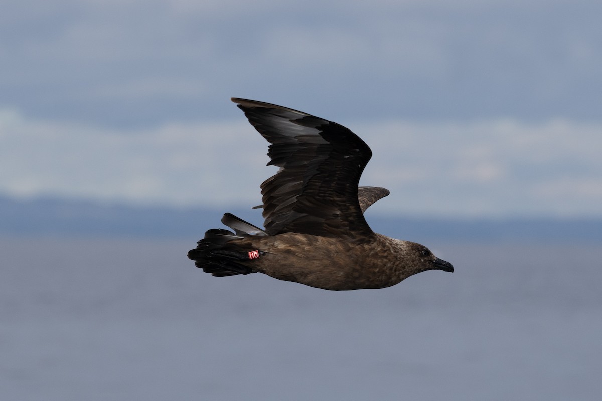 chaluha velká - ML646575949