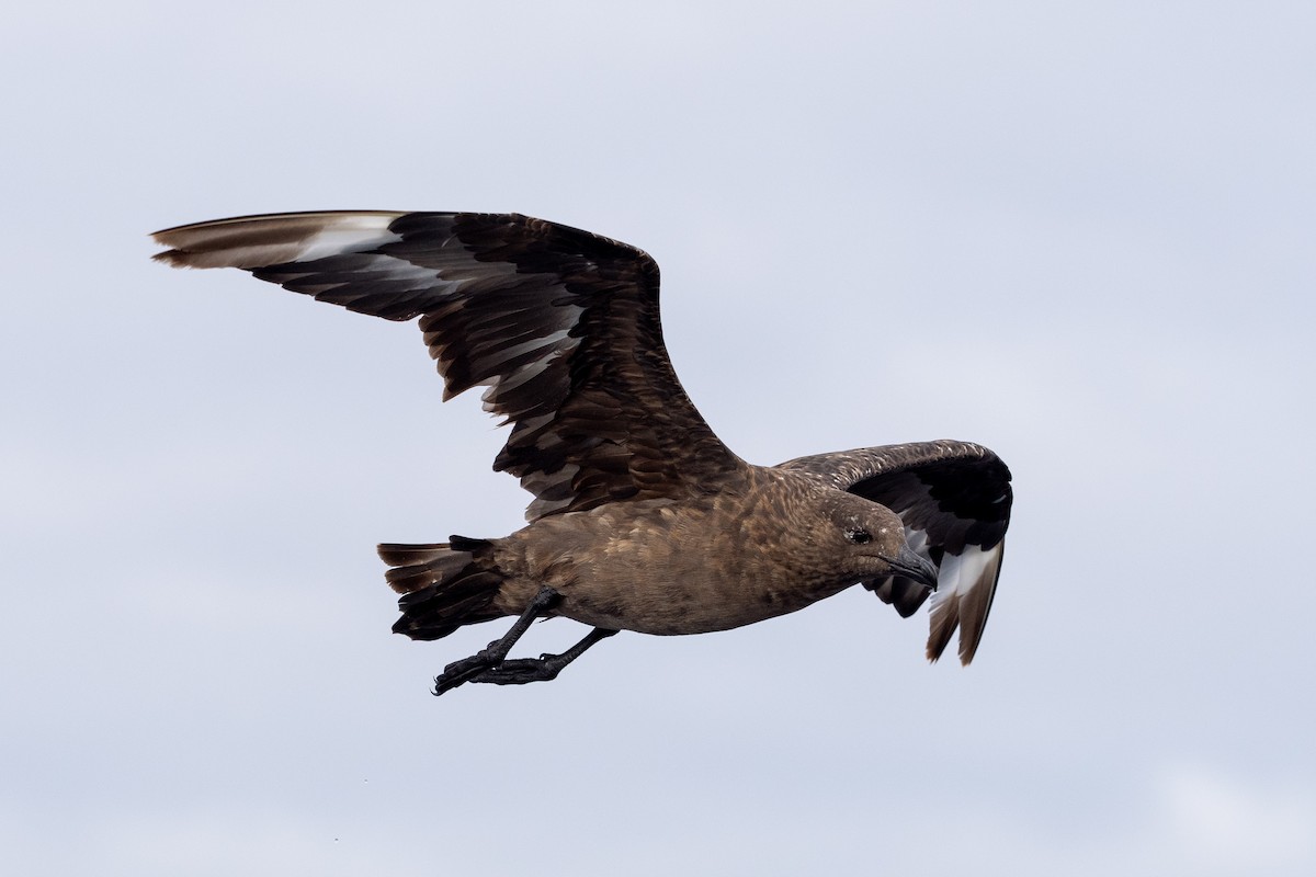 chaluha velká - ML646575951