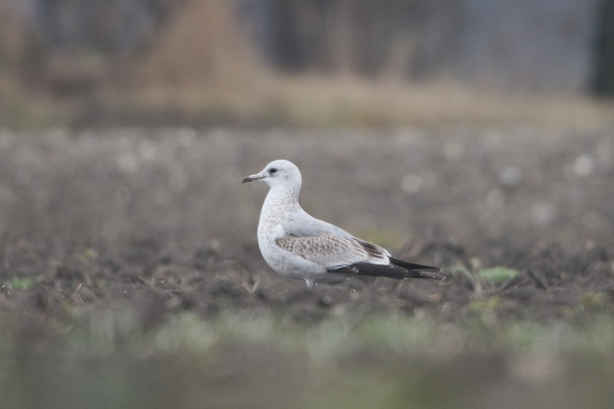 Common Gull - ML646575953