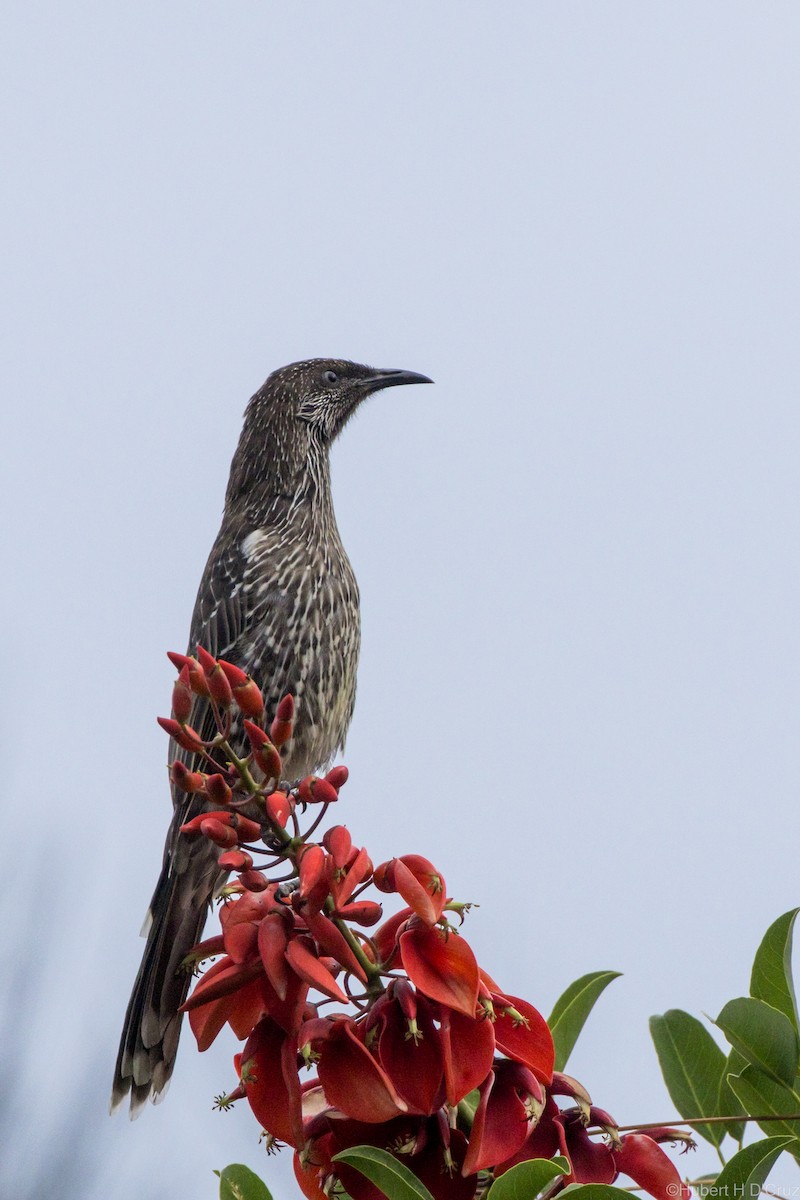 laločnatka malá - ML646575955