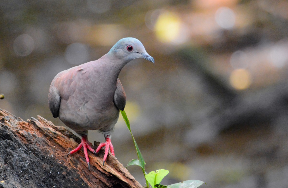 Pale-vented Pigeon - ML646575958
