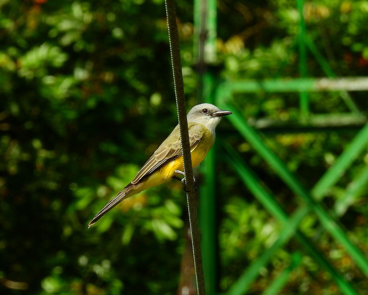 Tropical Kingbird - ML646575963