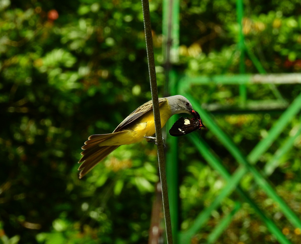 Tropical Kingbird - ML646575966