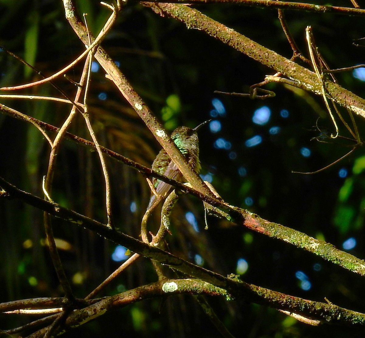 Scaly-breasted Hummingbird - ML646575967