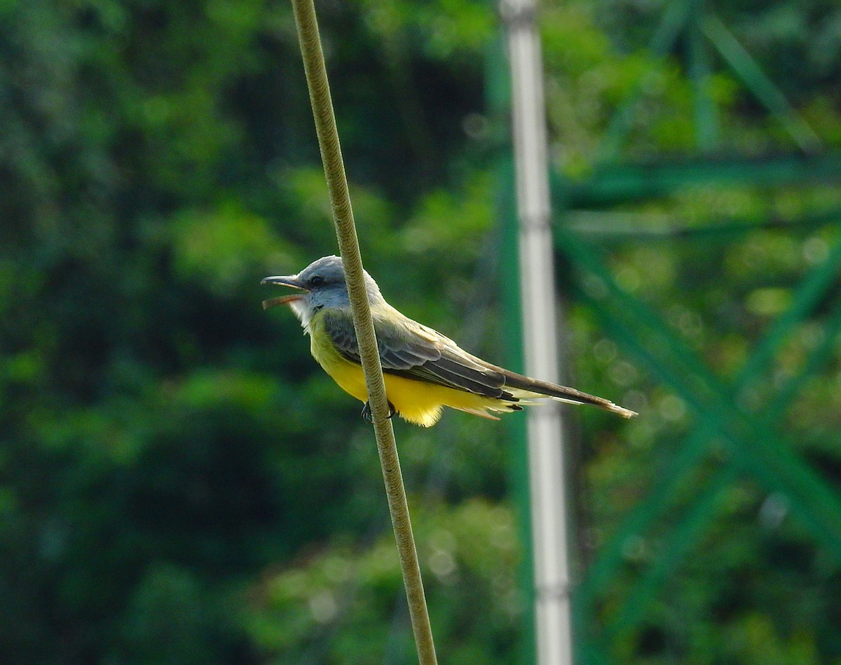 Tropical Kingbird - ML646575969