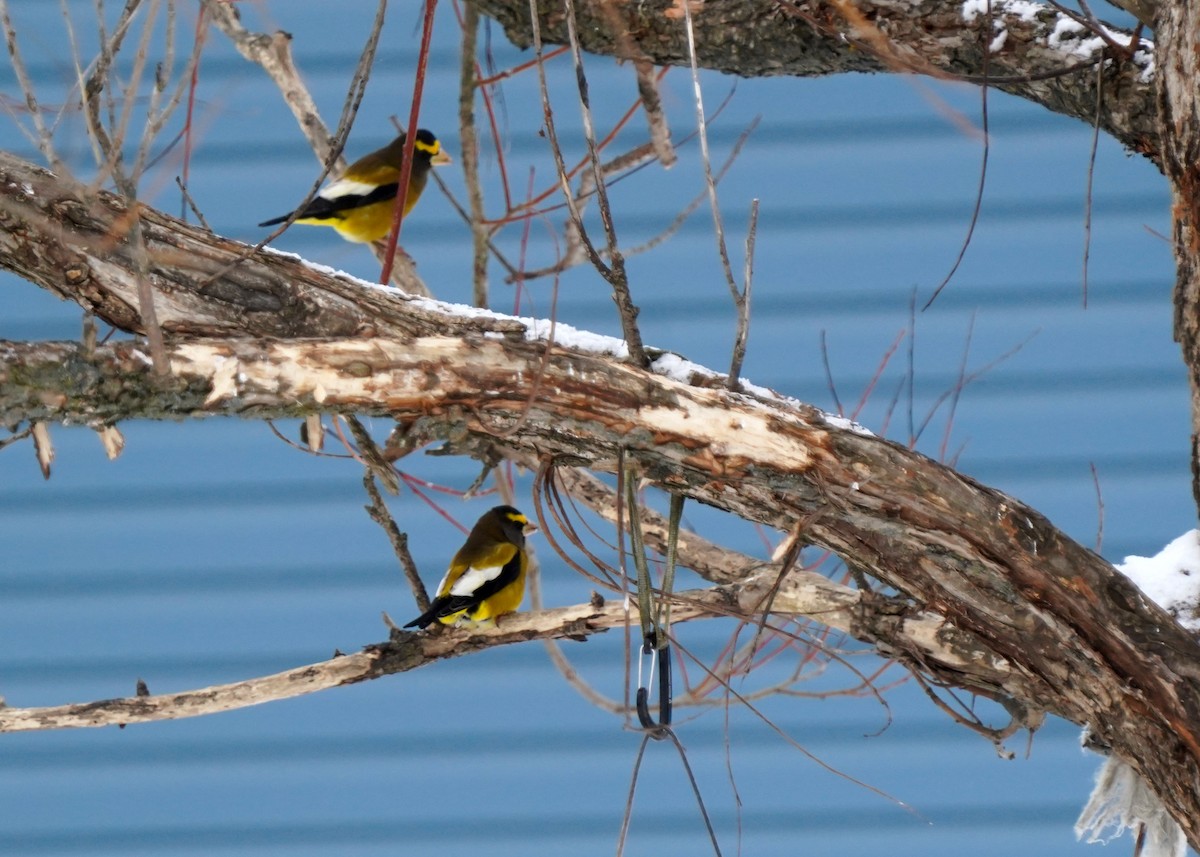 Evening Grosbeak - ML646575972