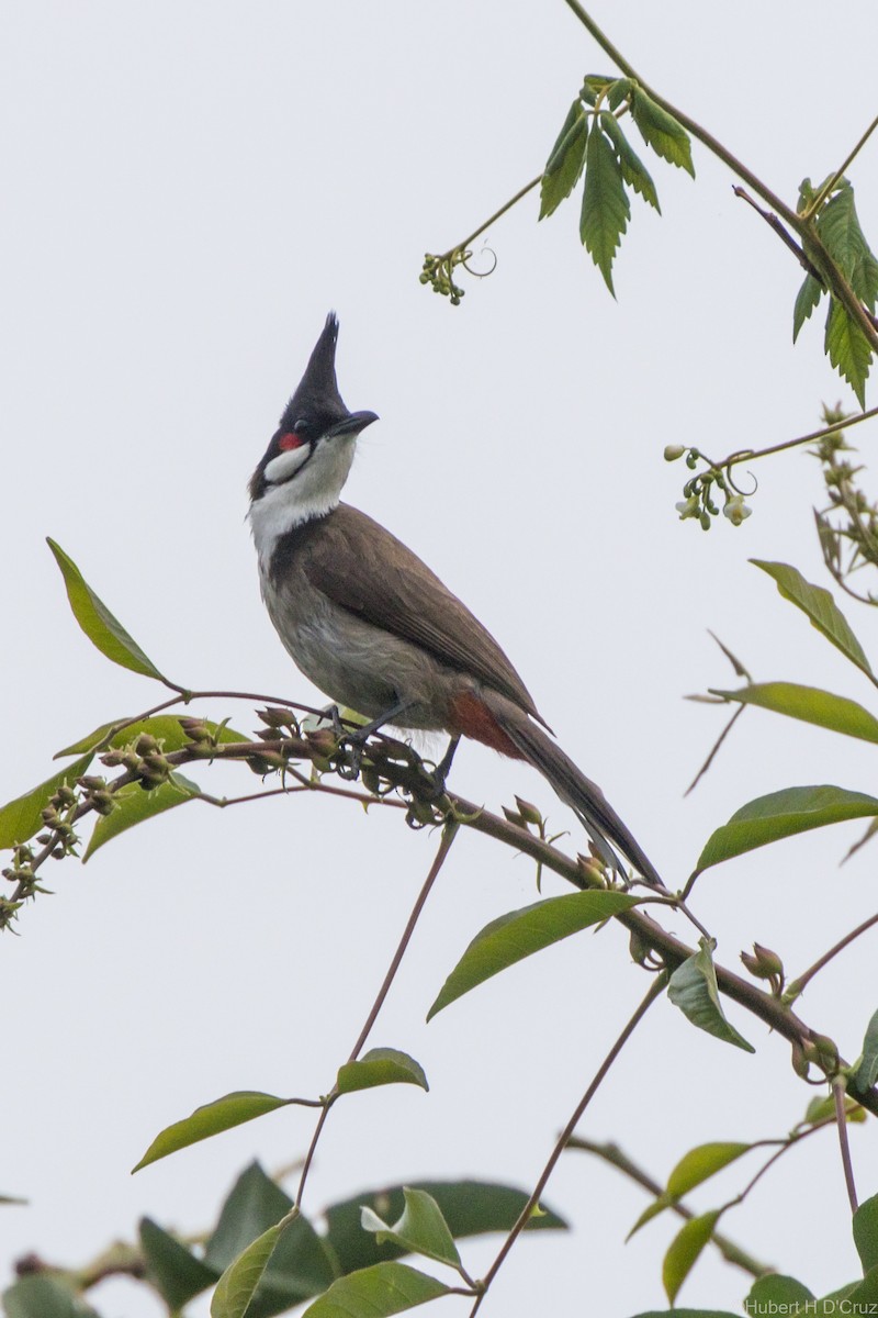 bulbul červenouchý - ML646575975