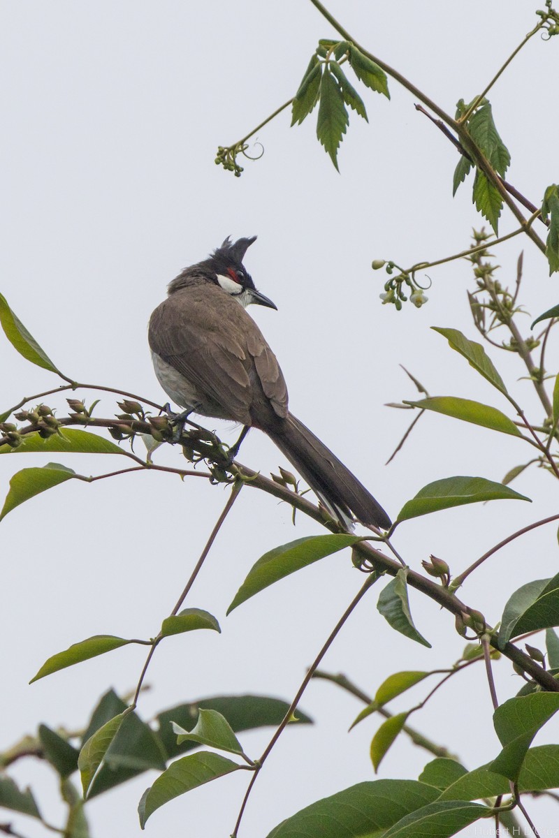 bulbul červenouchý - ML646575980