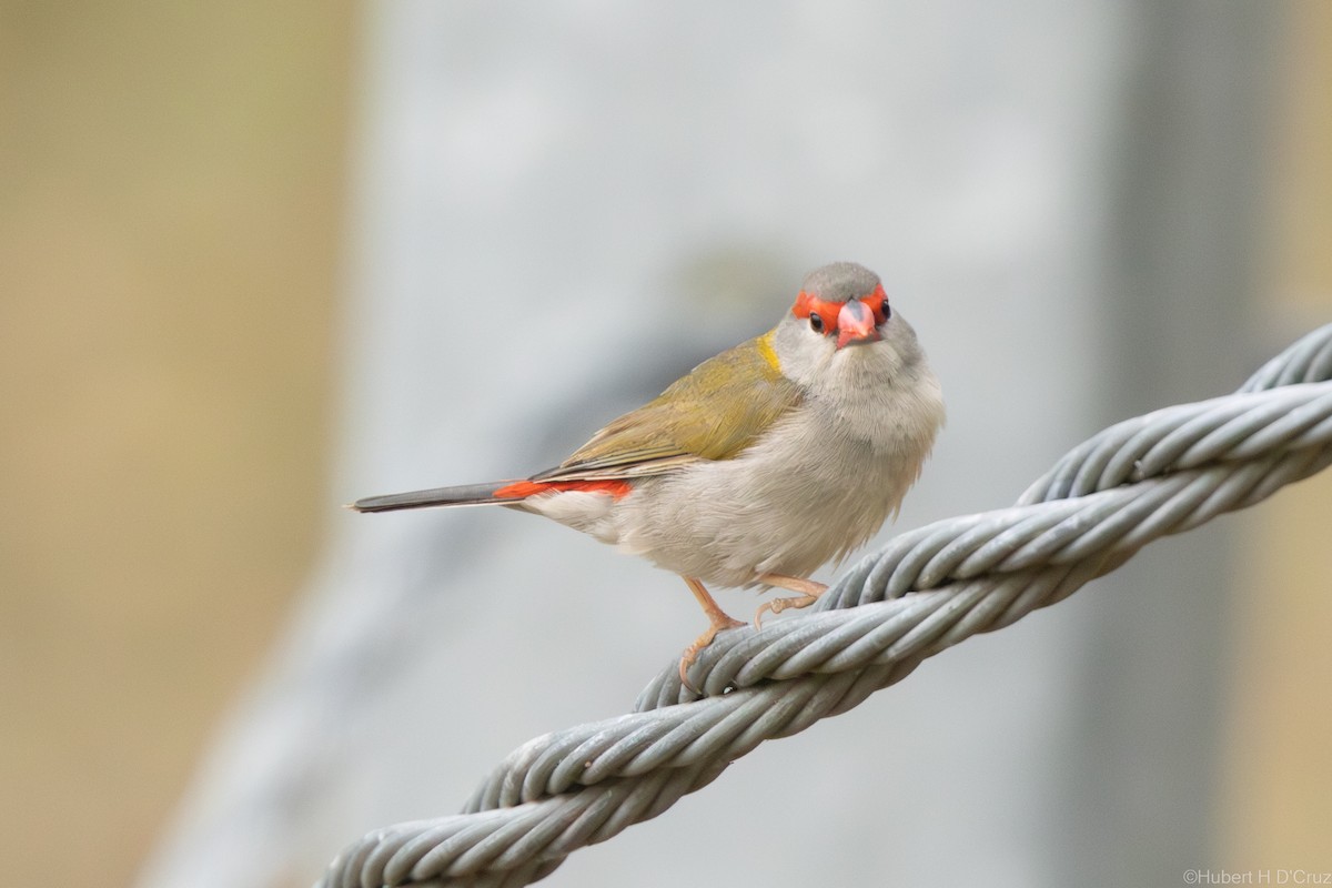 Red-browed Firetail - ML646575982