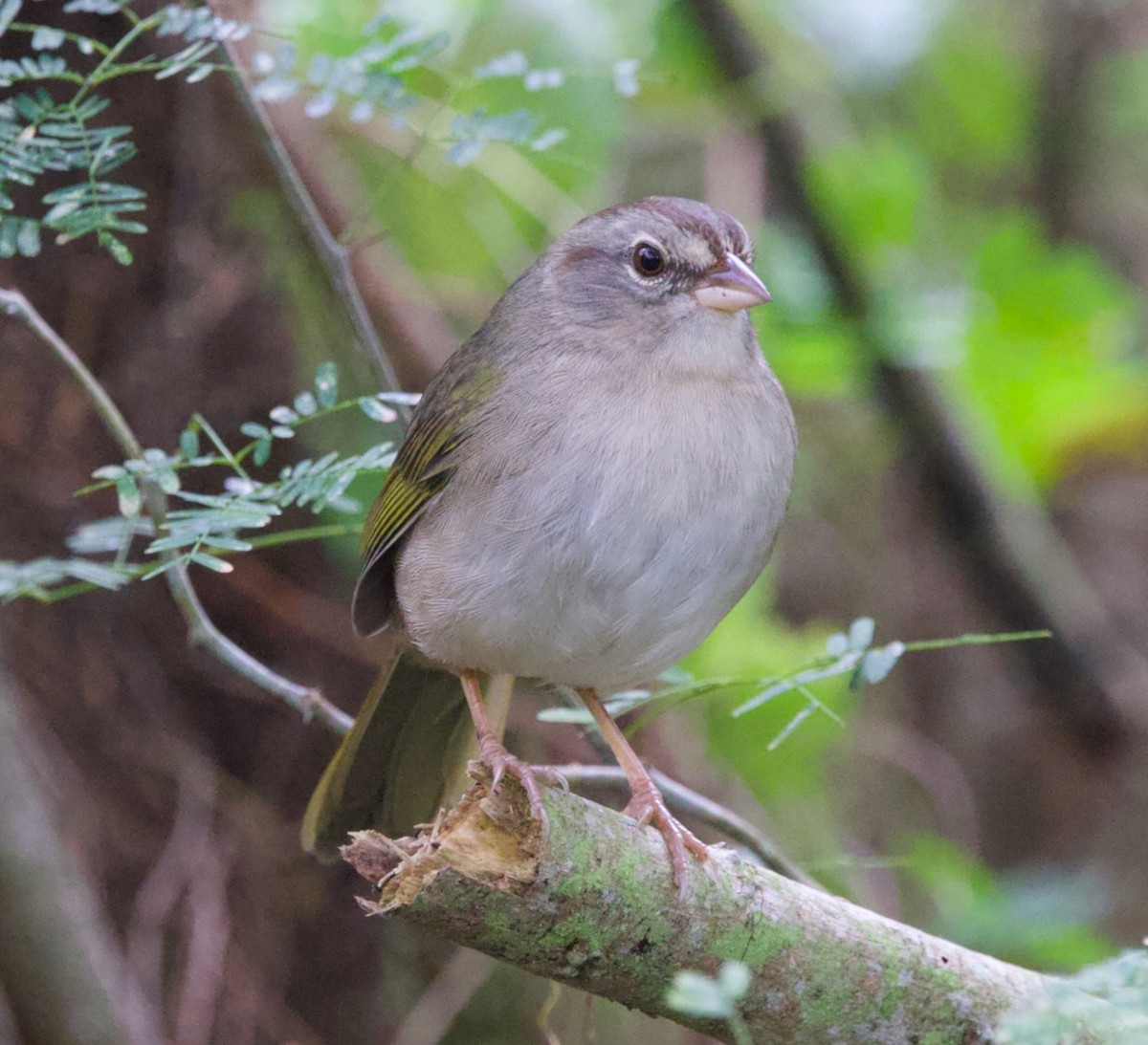 Olive Sparrow - ML646575985