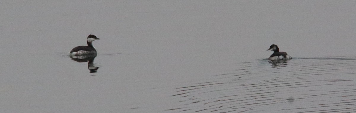 Txilinporta urrebelarria - ML646575986