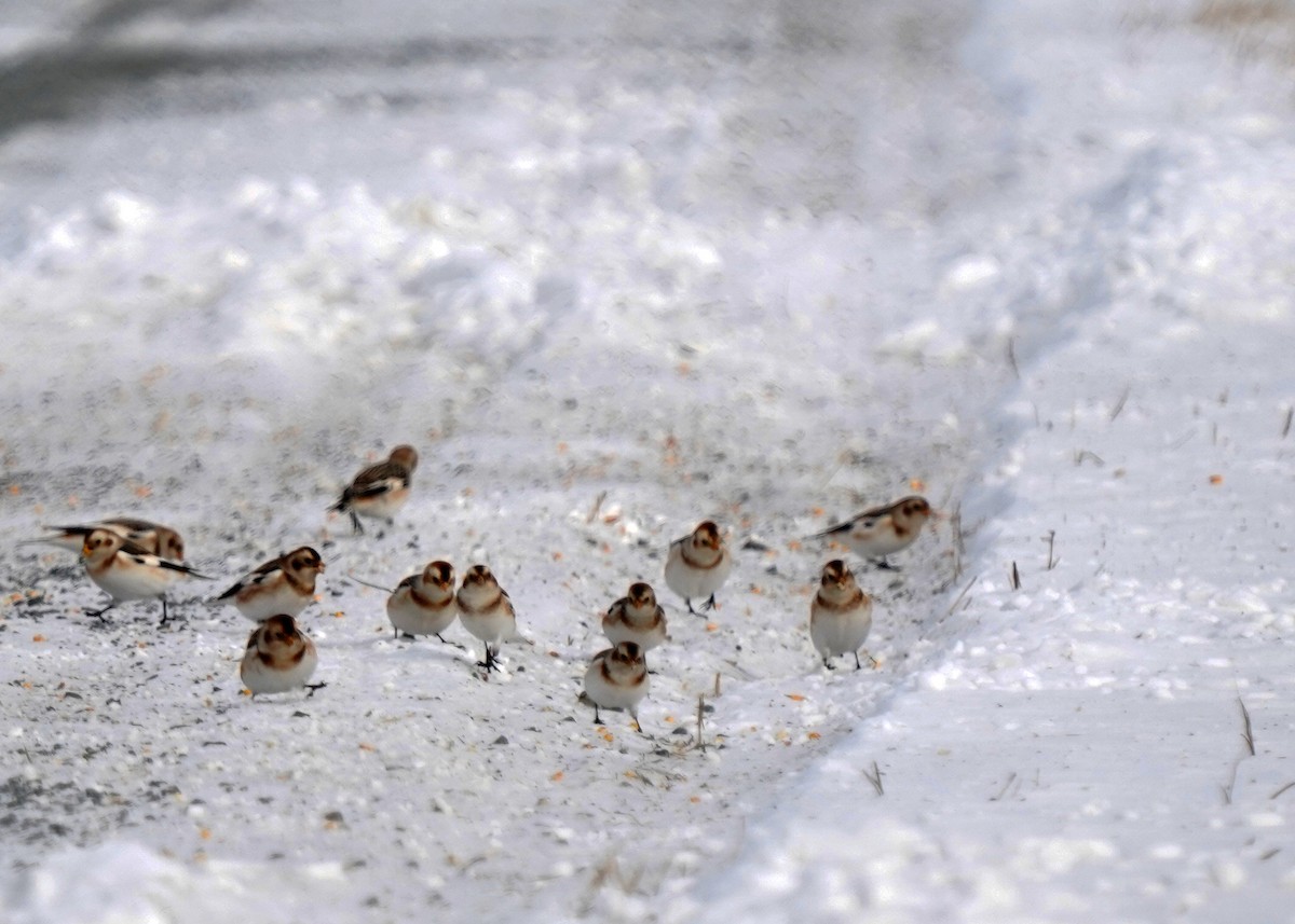 Snow Bunting - ML646575987