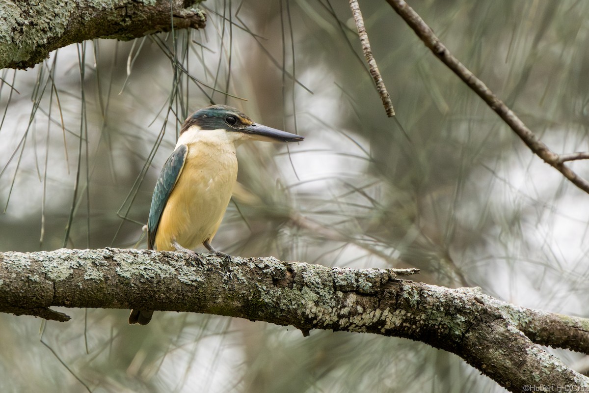 ledňáček posvátný - ML646575990