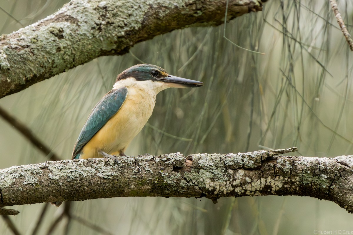 ledňáček posvátný - ML646575991