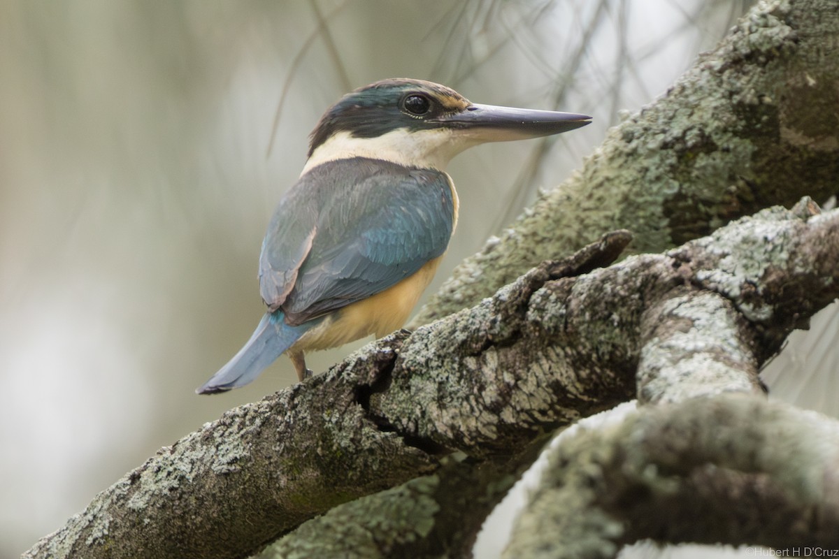 ledňáček posvátný - ML646575996