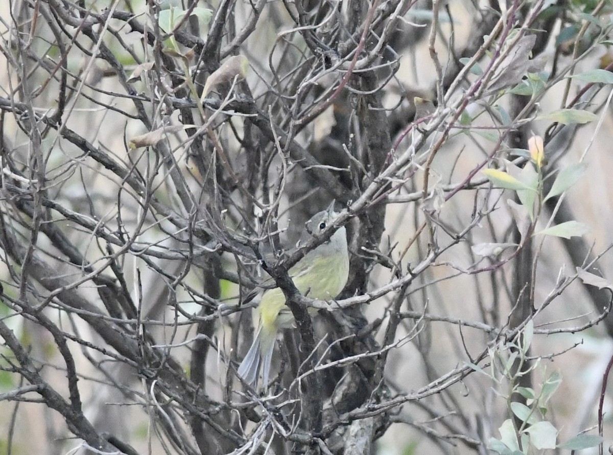 Orangefleck-Waldsänger - ML646575997