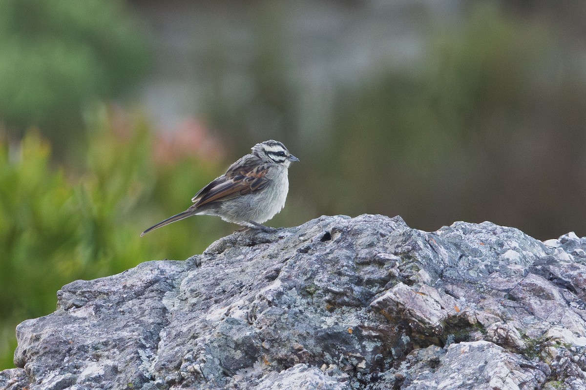 Cape Bunting - ML646575998