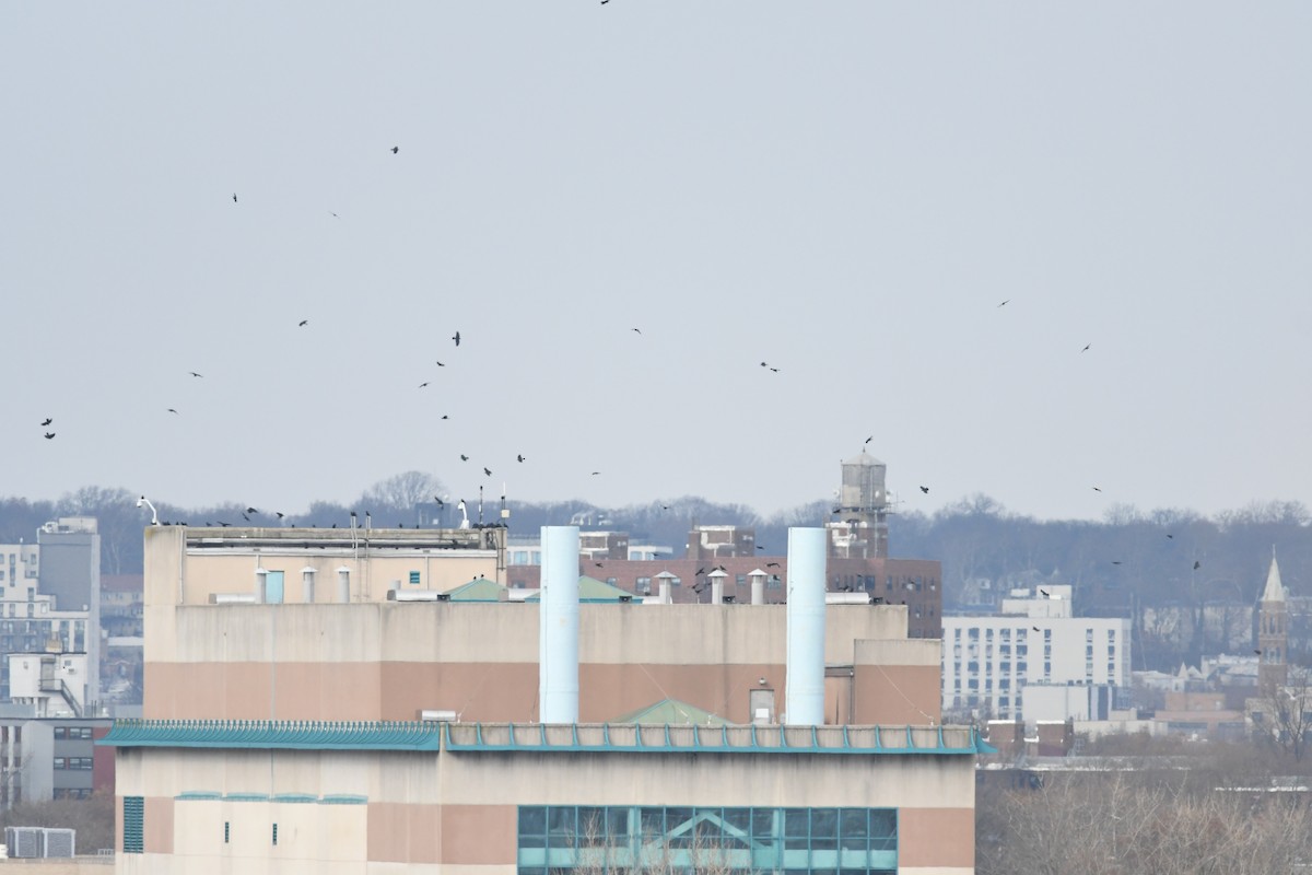 Fischkrähe - ML646576004