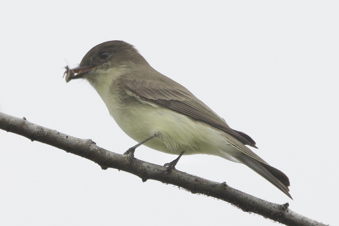 Eastern Phoebe - ML646576005