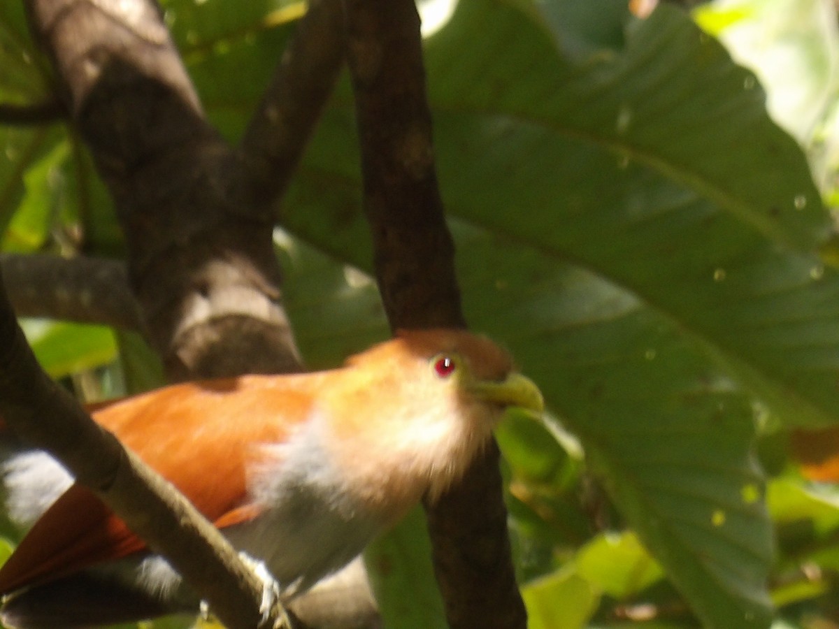 Common Squirrel-Cuckoo (Amazonian) - ML646576008