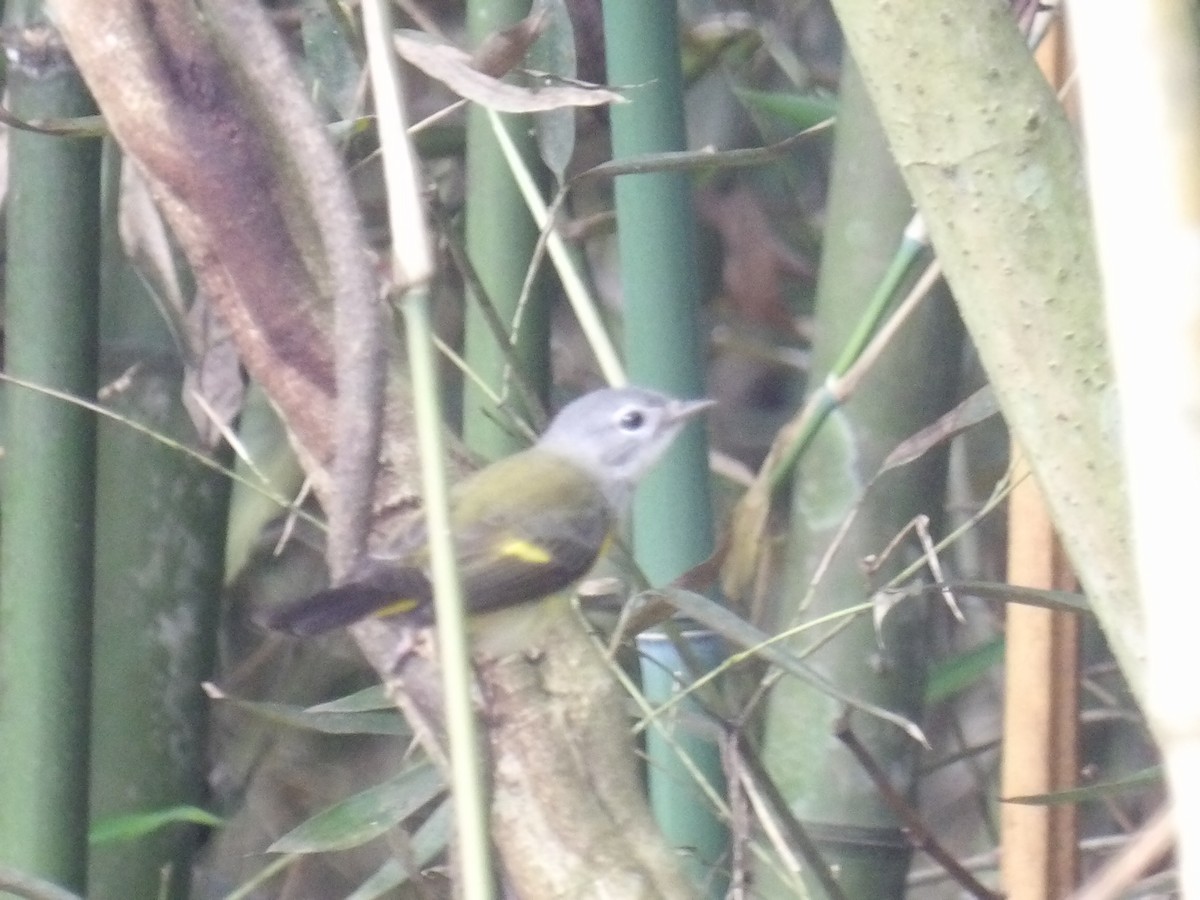 סבכון חכלילי - ML646576013