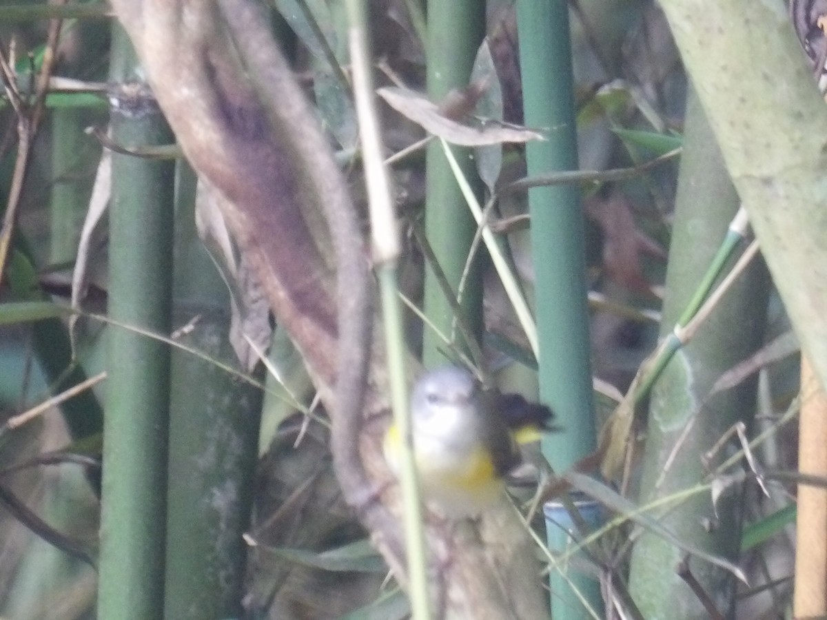 סבכון חכלילי - ML646576014