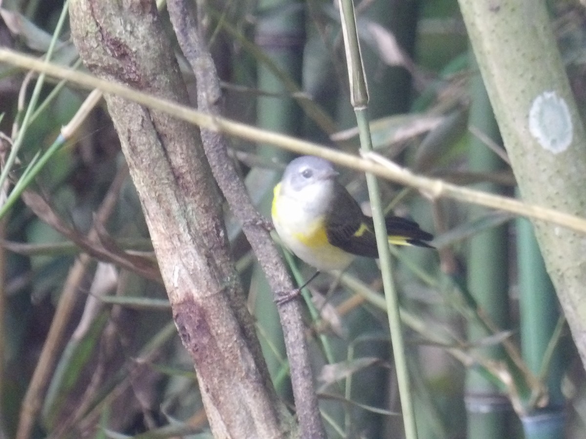 סבכון חכלילי - ML646576016