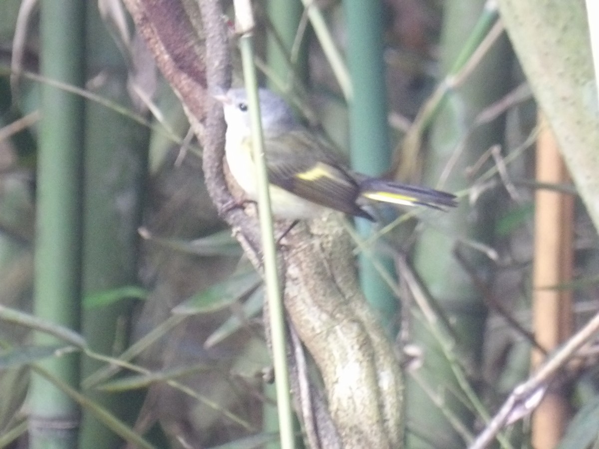 סבכון חכלילי - ML646576017