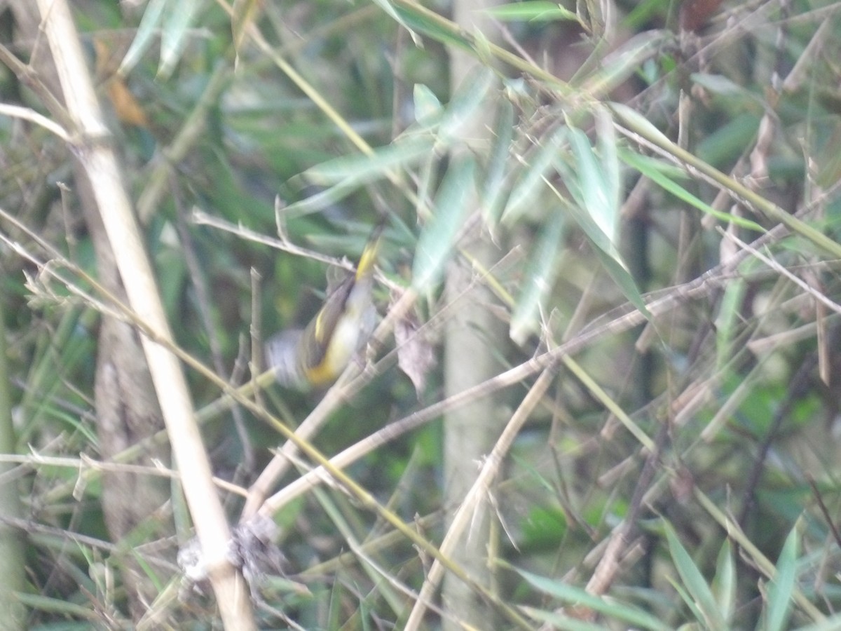 סבכון חכלילי - ML646576018