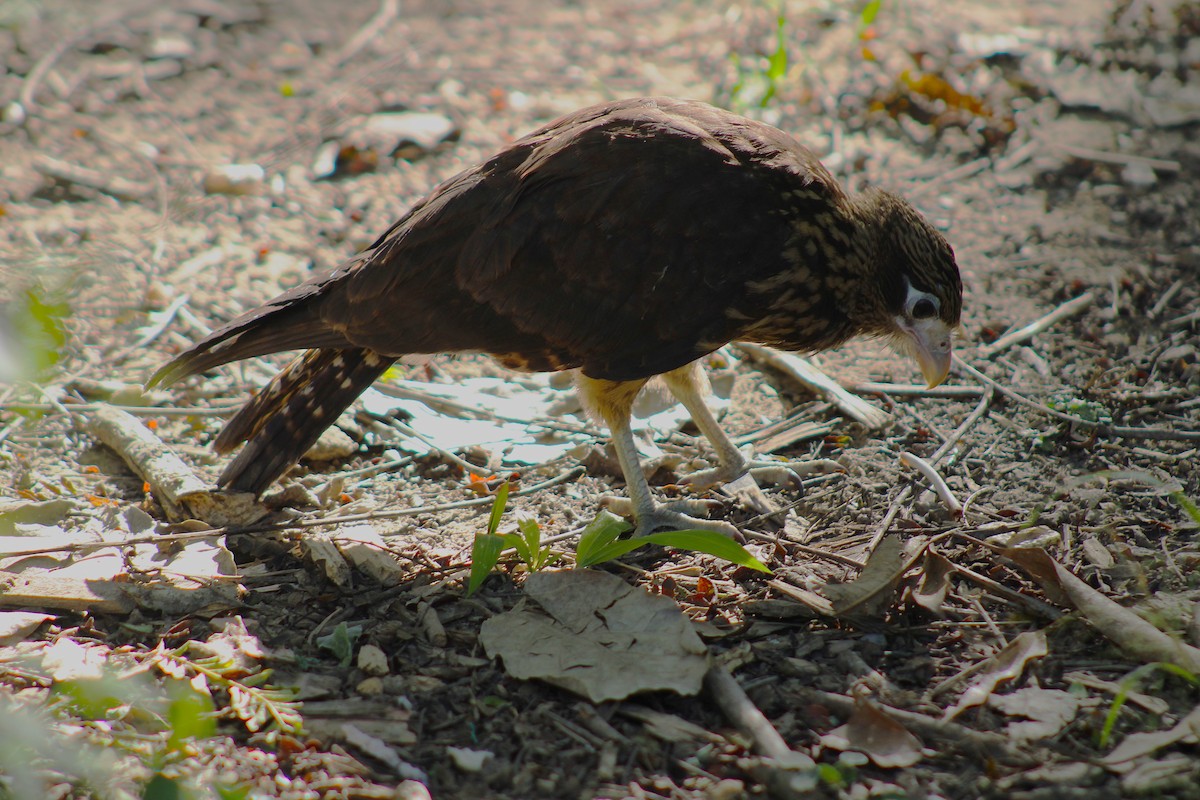Yellow-headed Caracara - ML646576019