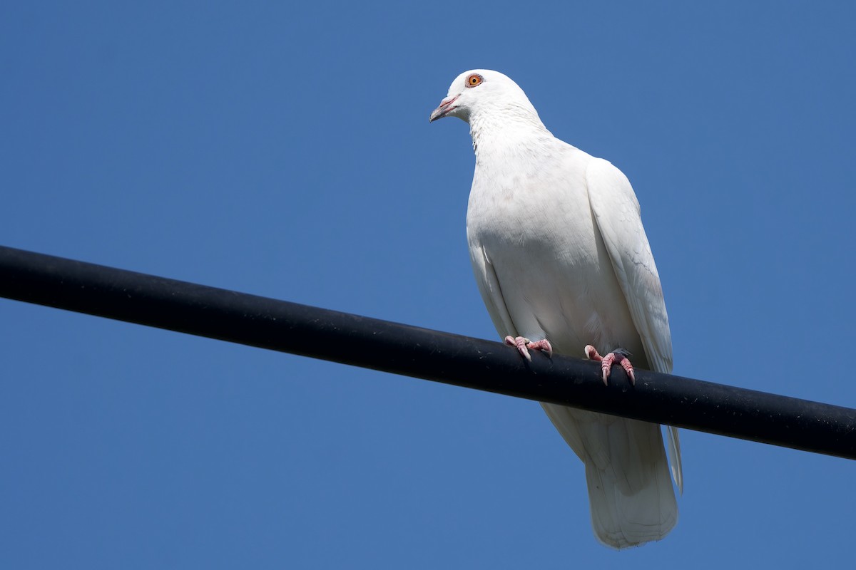 Rock Pigeon (Feral Pigeon) - ML646576027