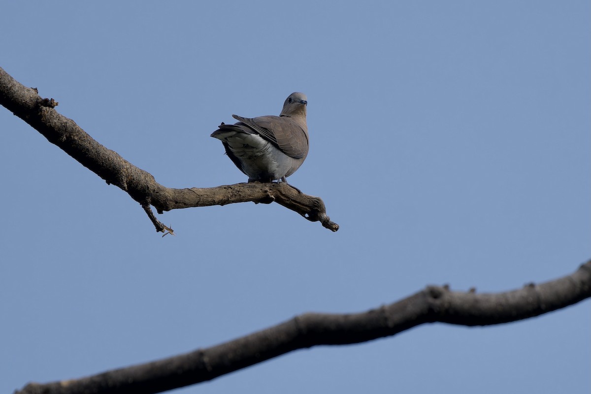 Red Collared-Dove - ML646576030