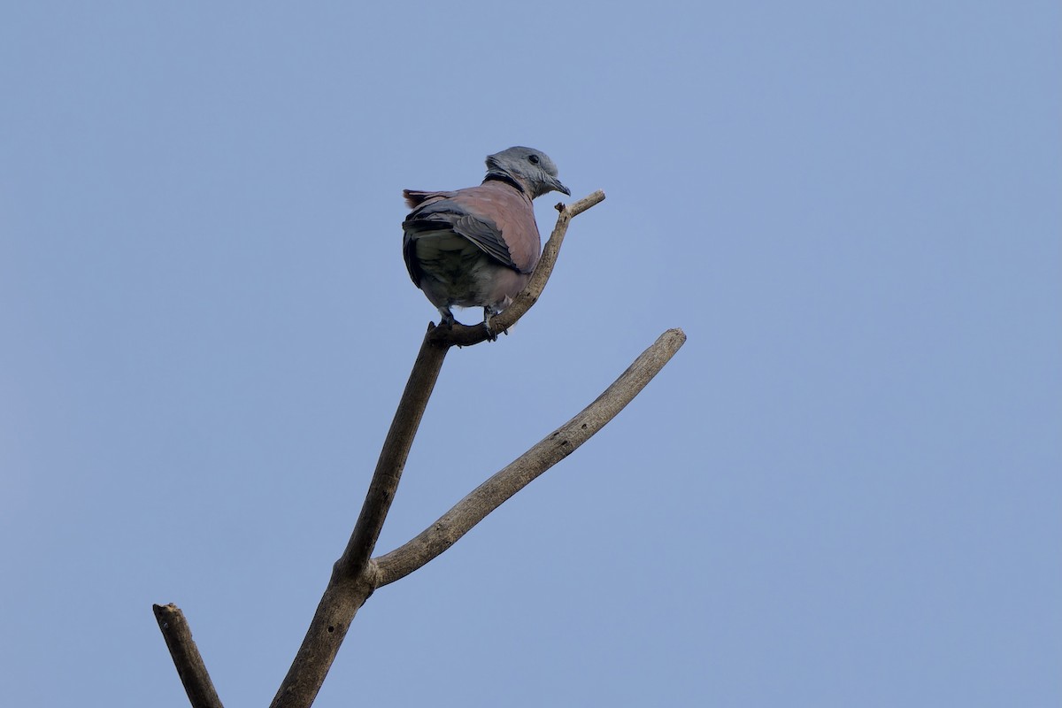 Red Collared-Dove - ML646576031