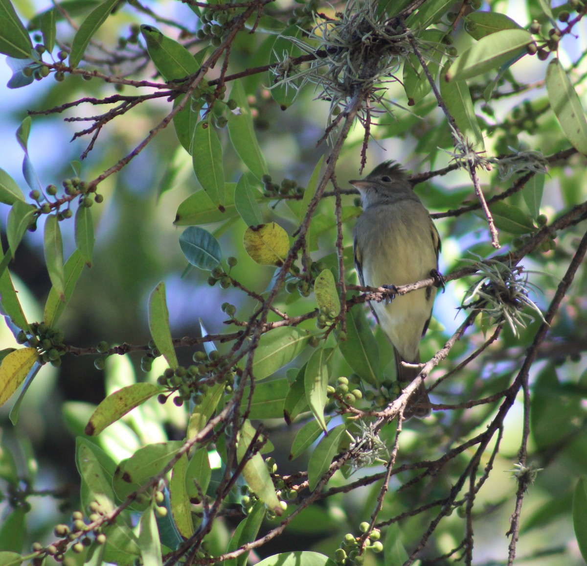 Yellow-bellied Elaenia - ML646576032