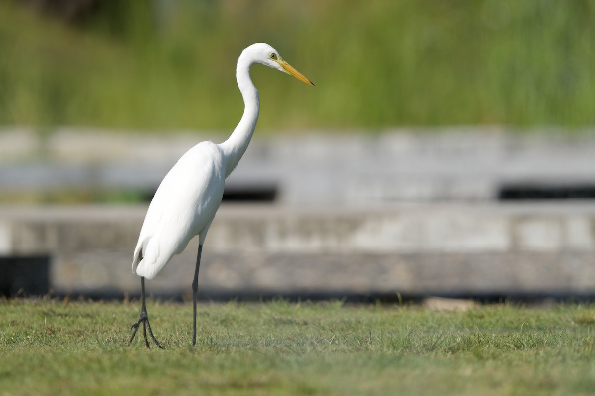 Medium Egret - ML646576033