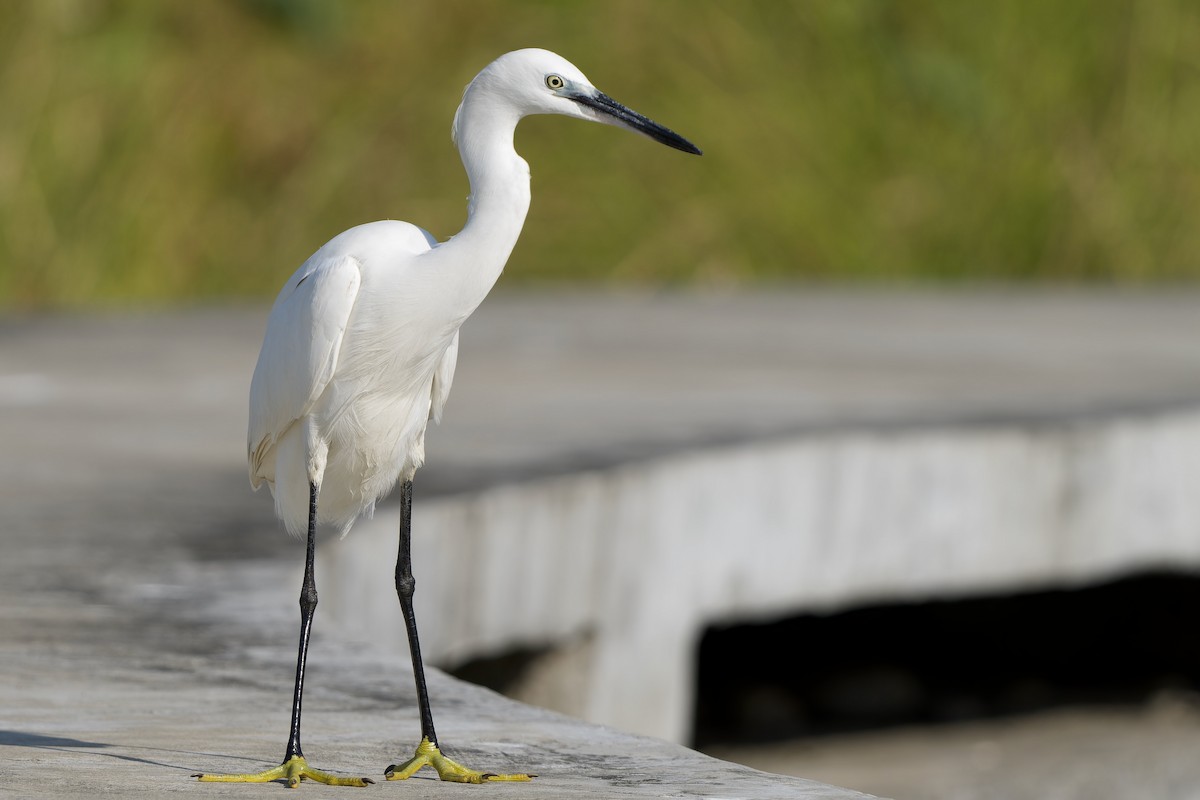 Little Egret (Western) - ML646576035