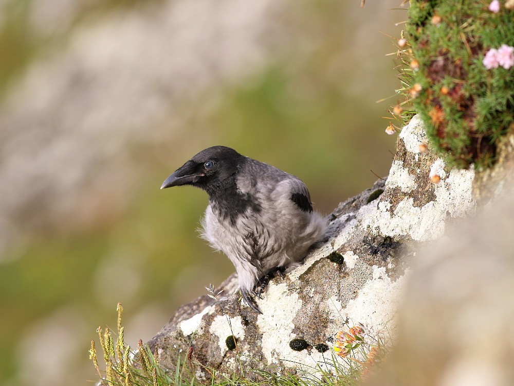 עורב אפור - ML646576037