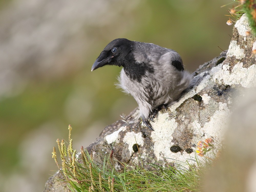 עורב אפור - ML646576038