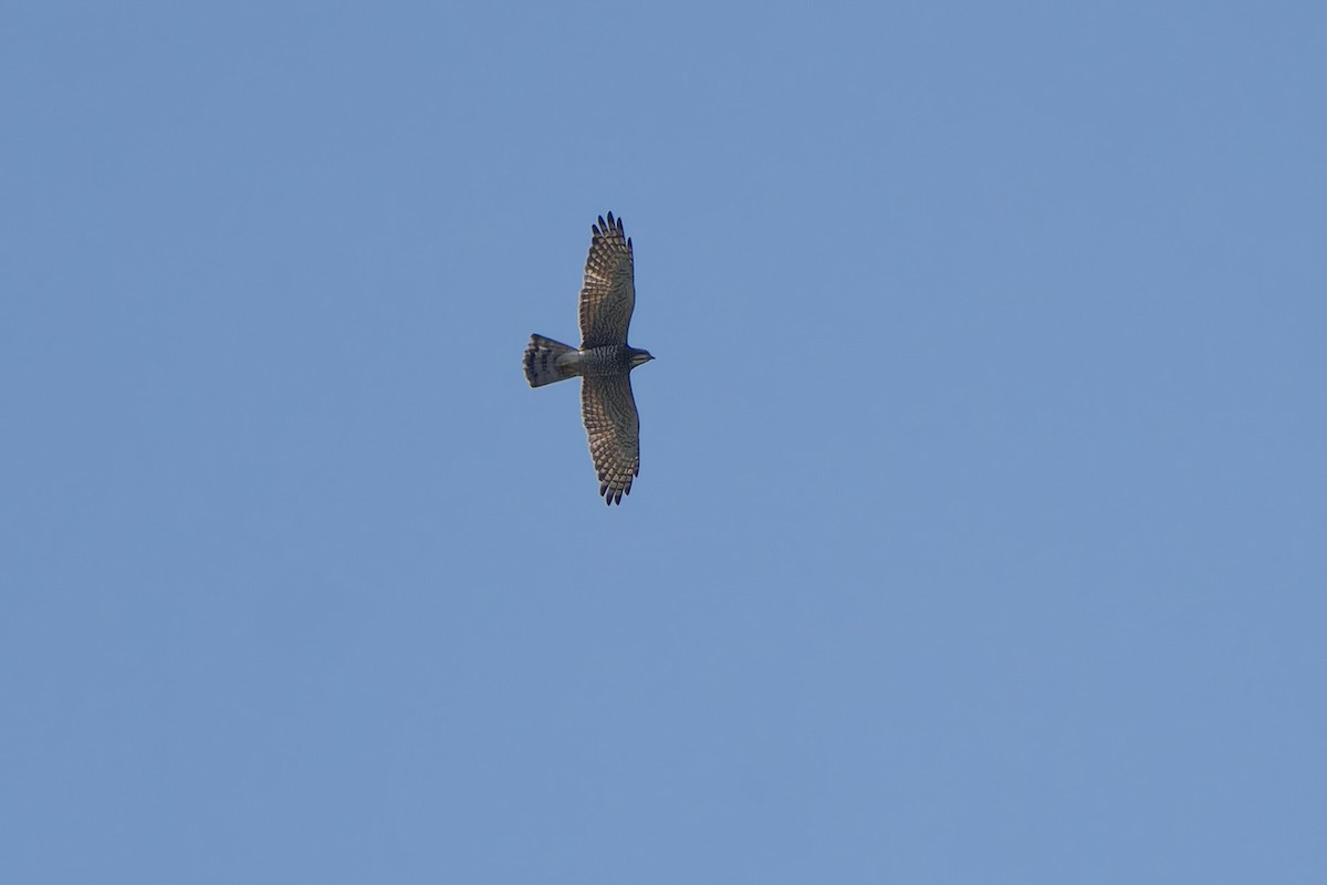 Gray-faced Buzzard - ML646576040