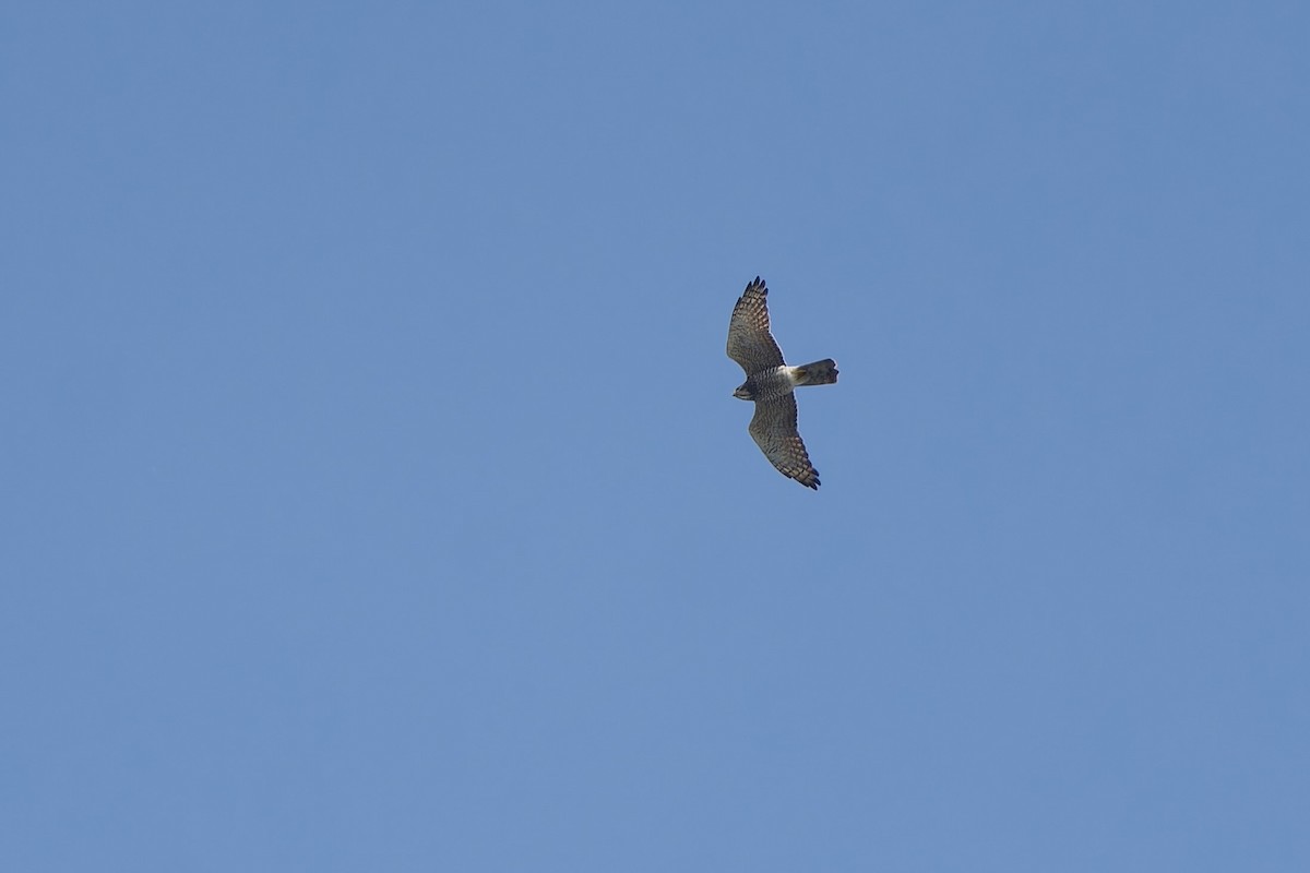 Gray-faced Buzzard - ML646576042