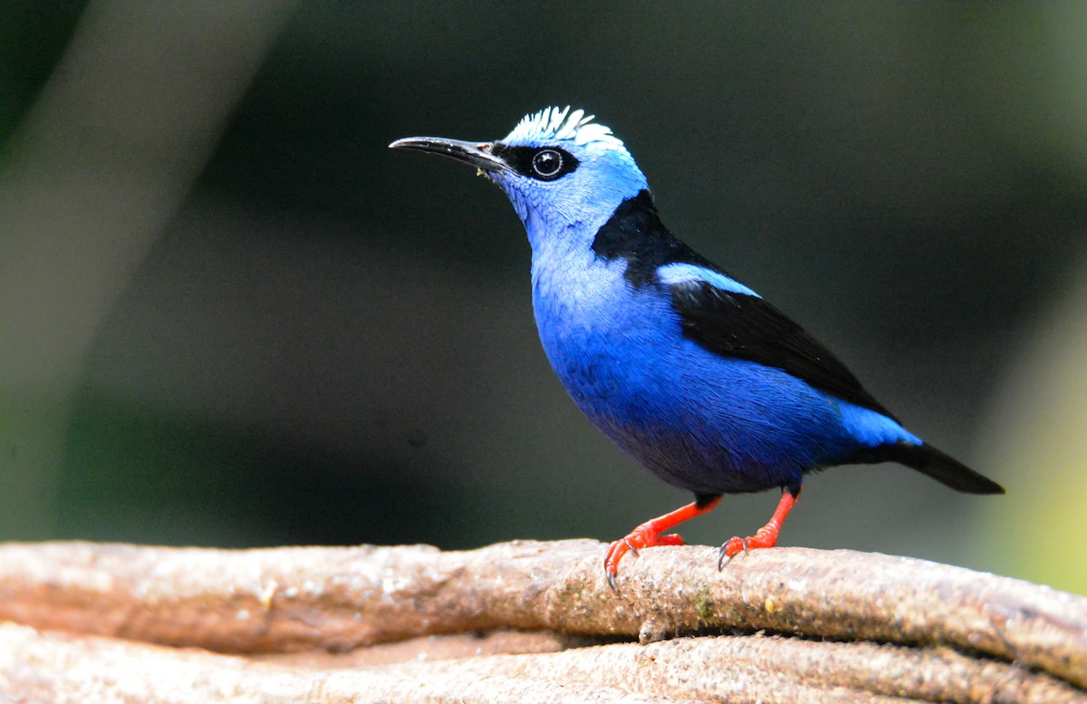 ルリミツドリ - ML646576043