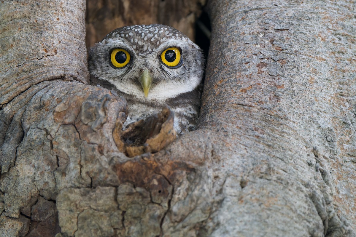 インドコキンメフクロウ - ML646576044