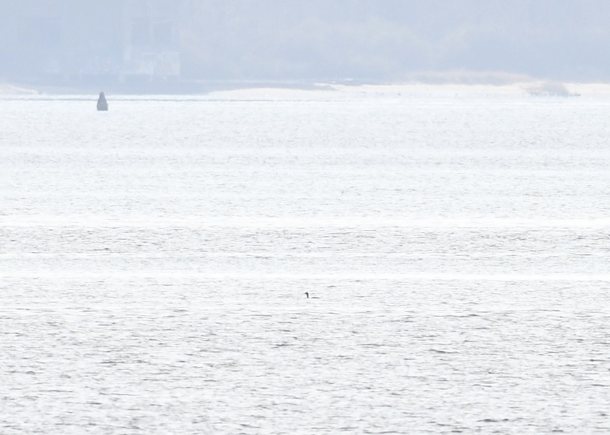 Rothalstaucher - ML646576045