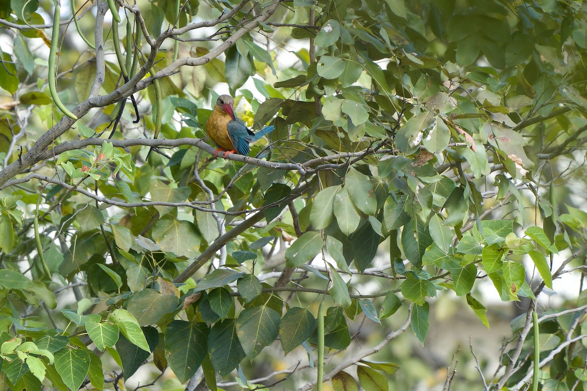 コウハシショウビン - ML646576046