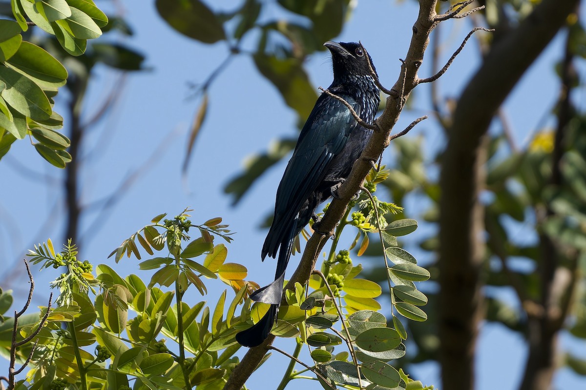 カンムリオウチュウ（hottentottus／brevirostris） - ML646576048