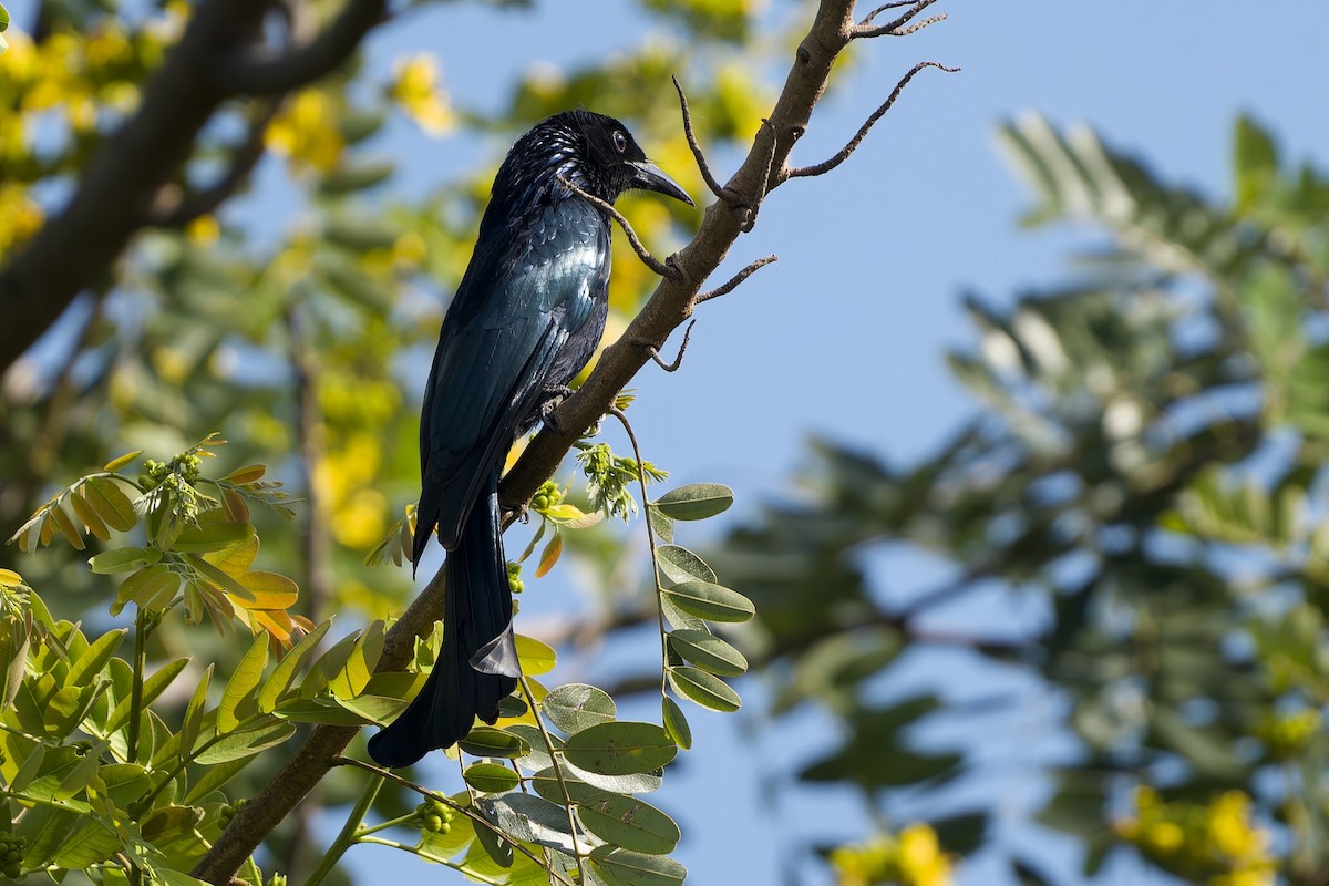 カンムリオウチュウ（hottentottus／brevirostris） - ML646576049