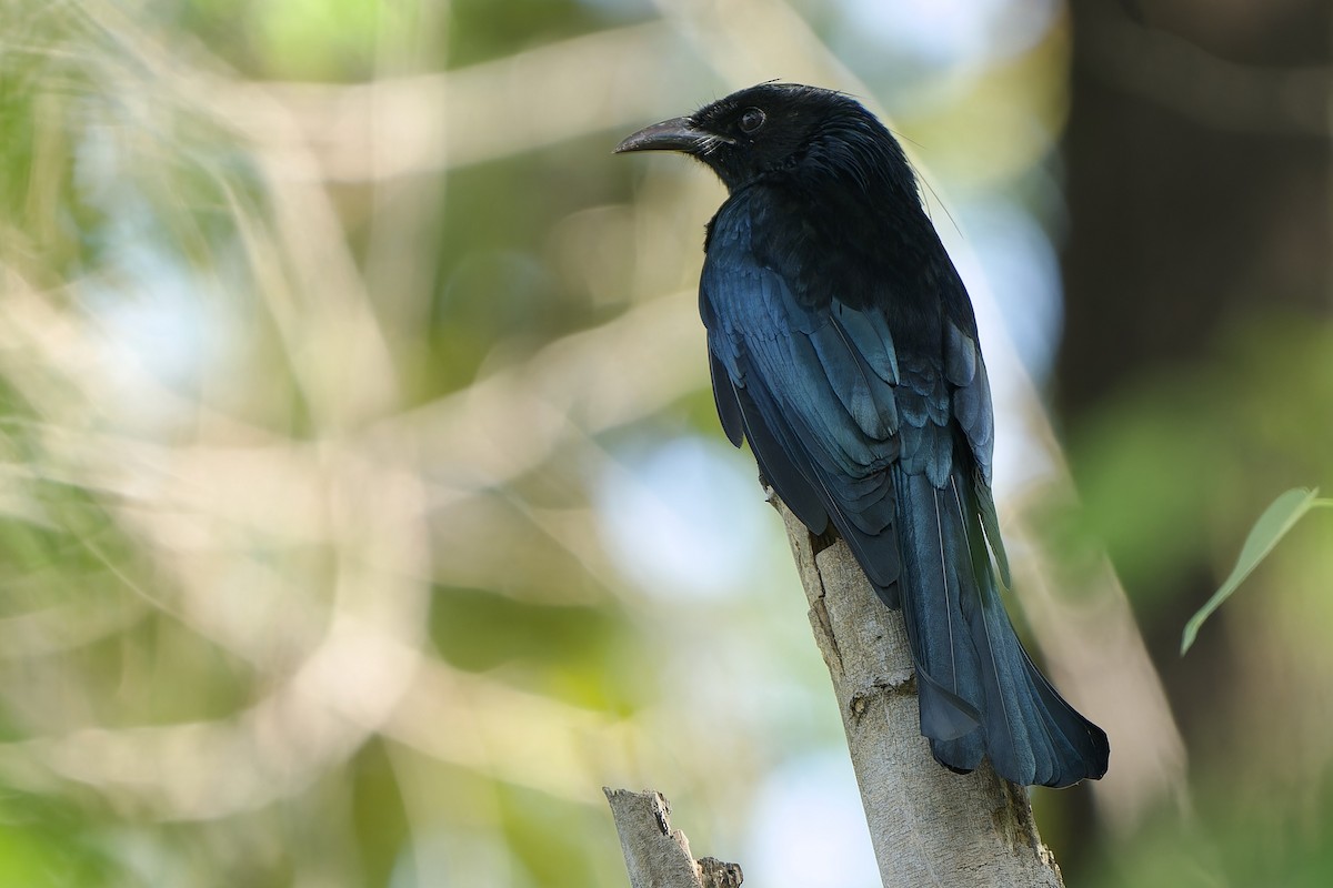 カンムリオウチュウ（hottentottus／brevirostris） - ML646576050