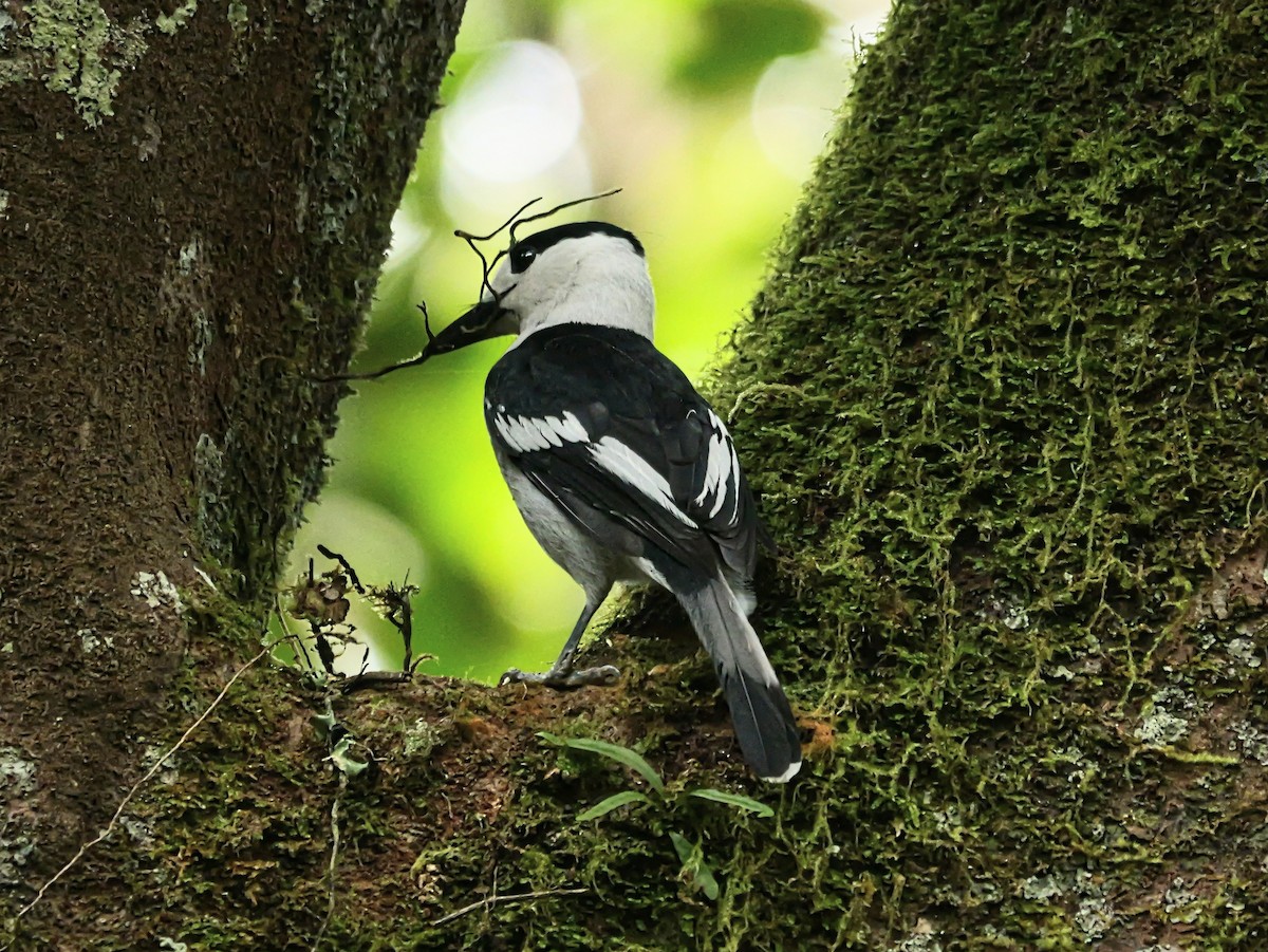 カギハシオオハシモズ（curvirostris） - ML646576051