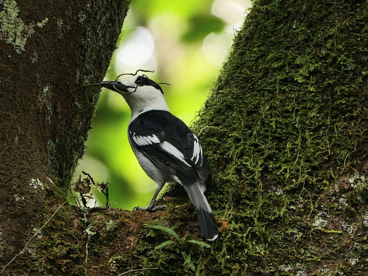 カギハシオオハシモズ（curvirostris） - ML646576052